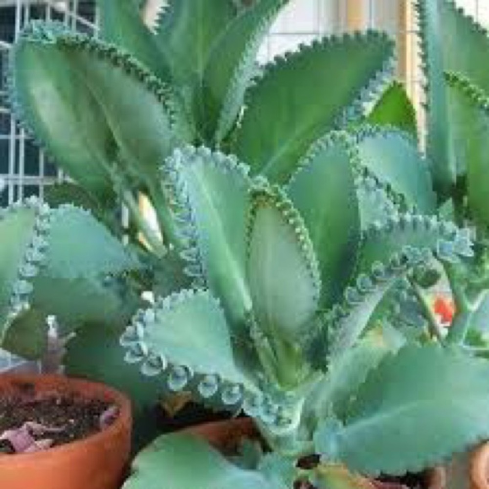 Mother of Thousands" Plantlets (Super Easy to Grow!) 4/pack - Picture 3 of 3